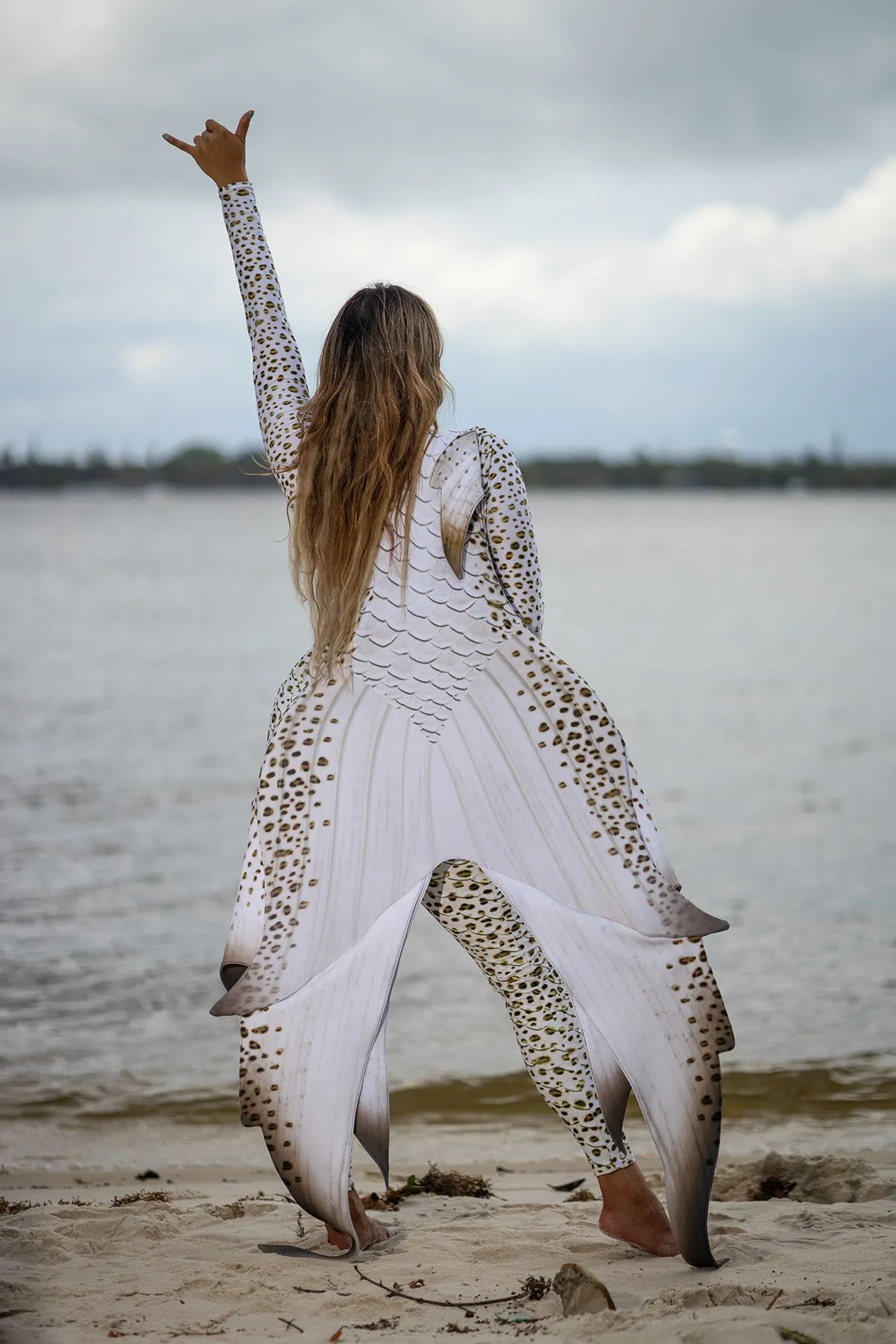 Leopard Shark GalleryTail