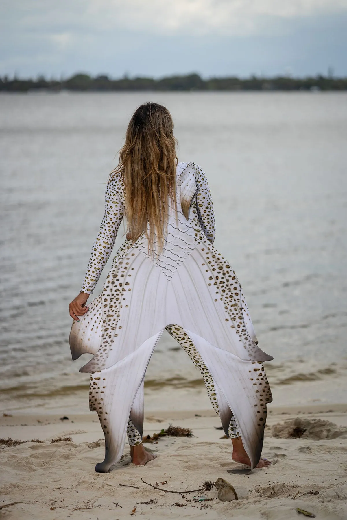 Leopard Shark GalleryTail