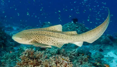 Leopard Shark GalleryTail