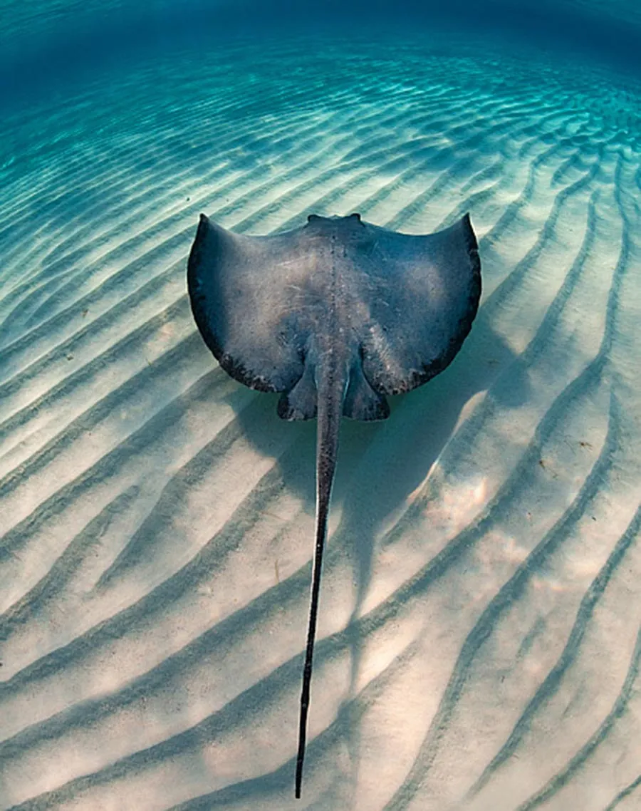 Stingray GalleryTail